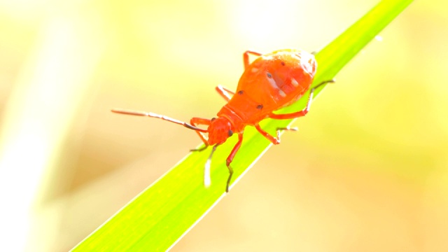 绿色叶子上的红色棉花染色虫的特写视频素材