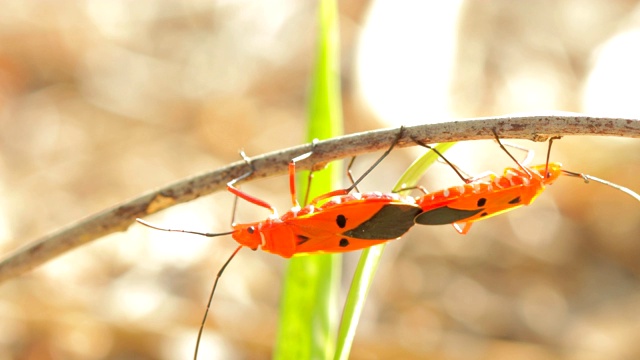 红色棉染虫在绿叶上交配的特写视频素材