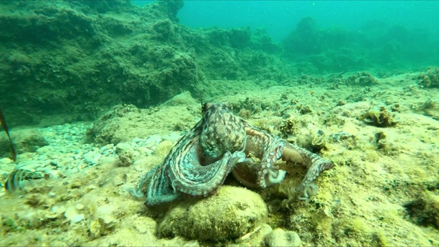 野生章鱼在地中海水下游泳。章鱼在海底。海里的一只章鱼。视频素材
