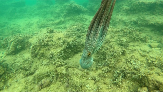 野生章鱼在地中海水下游泳。章鱼在海底。海里的一只章鱼。视频素材