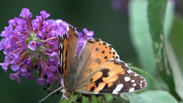 黑脉金斑蝶(Danaus plexippus)爬过一种紫罗兰蝴蝶灌木的开花伞形花序，用长长的树干从小花中吸取花蜜。视频素材