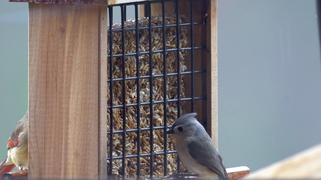 鸟在吃喂鸟器里的谷粒视频下载