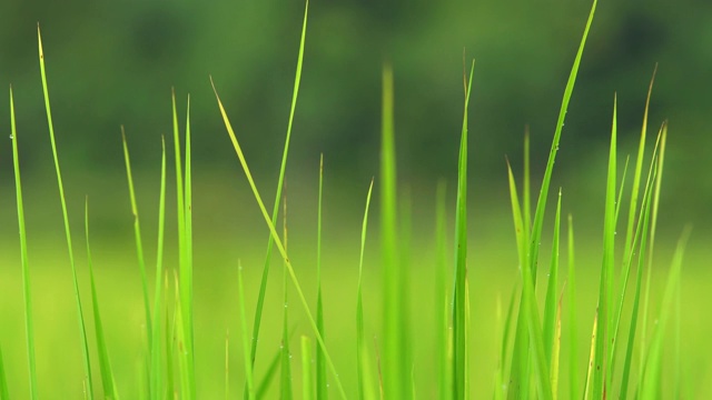 近距离观察美丽的绿色水稻植株。视频下载