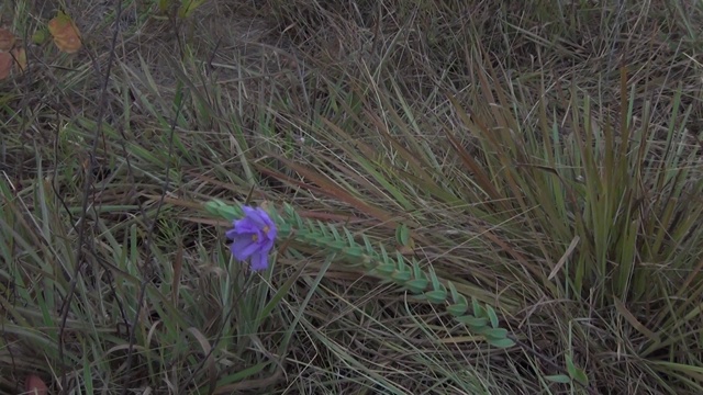 巴西热带草原上的紫色野花。视频下载