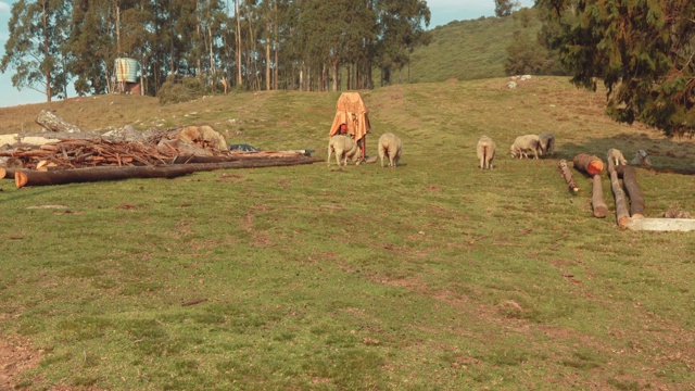 在草地上吃草的绵羊视频素材