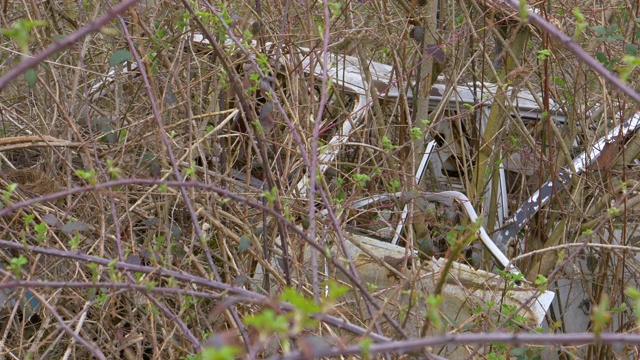 近景:野生灌木丛生长在一辆被遗弃在乡下的古董车上。视频下载