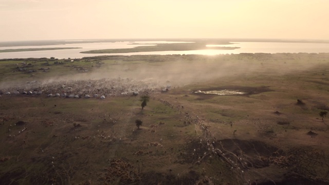 一群牛步行到丁卡牛营地/苏德沼泽，南苏丹，非洲视频下载