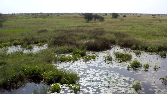充满水的土地/沼泽，南苏丹，非洲视频素材