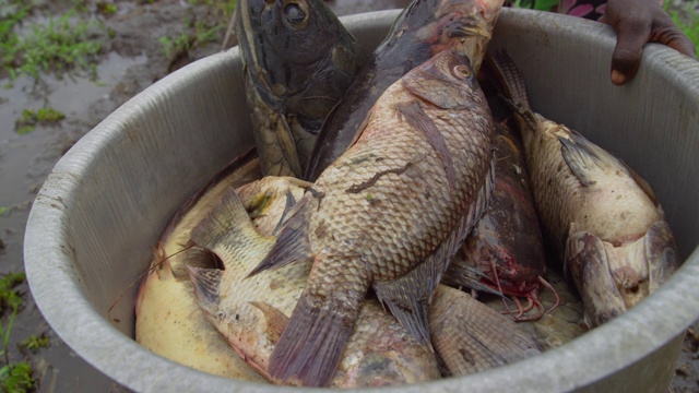 用手把鱼转移到金属碗/苏德沼泽，南苏丹，非洲视频素材
