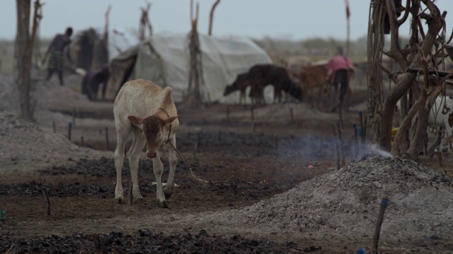 非洲南苏丹苏德沼泽丁卡牛营雨季被雨淋的小牛视频素材