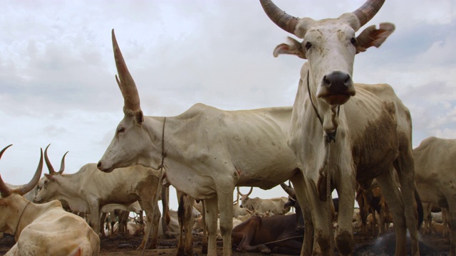 拴着的牛群/苏德沼泽，南苏丹，非洲视频素材
