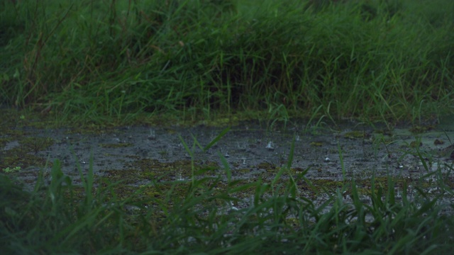 倾盆大雨在田野/苏德沼泽，南苏丹，非洲视频下载