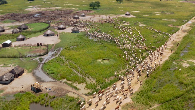 一群牛移到草原吃草/苏德沼泽，南苏丹，非洲视频素材