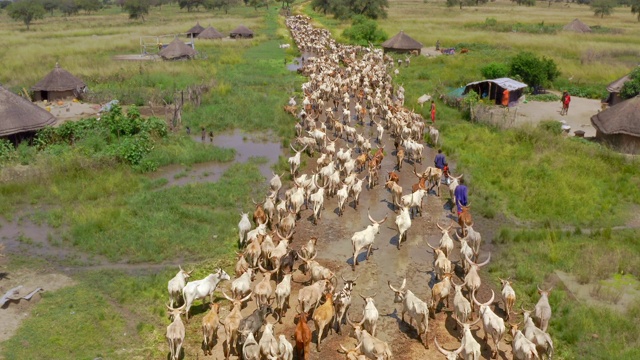 一群牛移到草原吃草/苏德沼泽，南苏丹，非洲视频素材