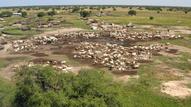 非洲南苏丹苏德沼泽丁卡牛营雨季的一群牛视频素材