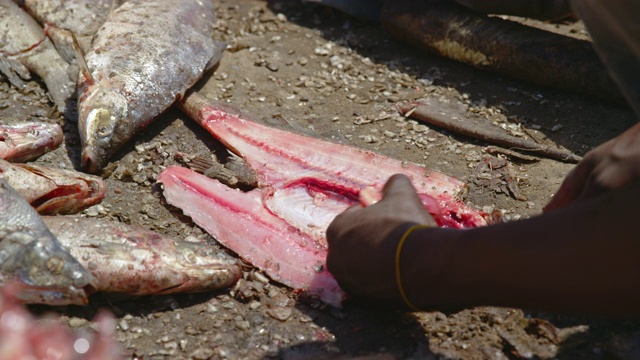 手用刀给鱼调味/苏德沼泽，南苏丹，非洲视频素材
