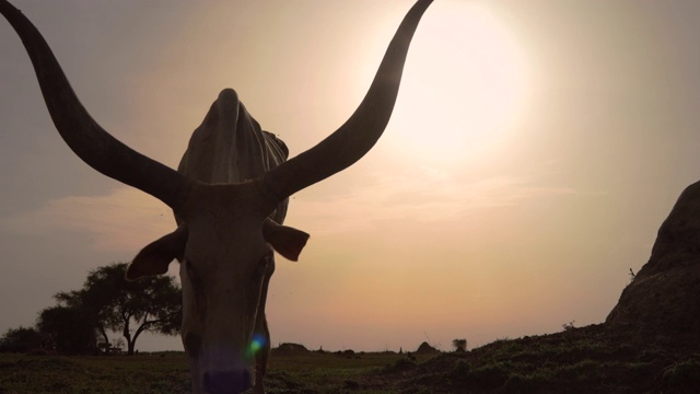非洲南苏丹阳光下的草地上吃草的牛视频下载