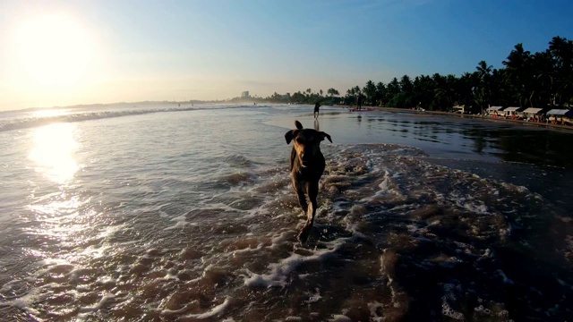 快乐的狗在有波浪的海滩上的湿沙上奔跑视频素材