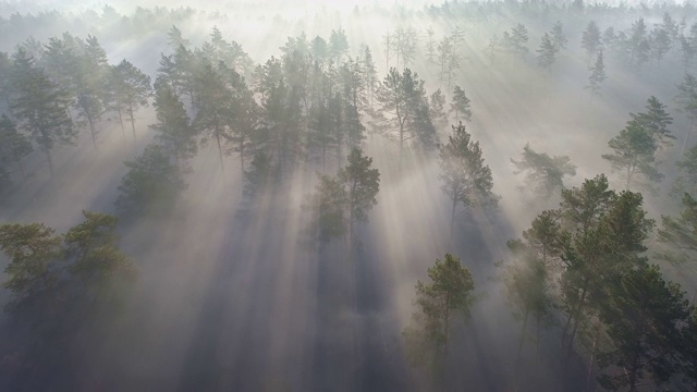 在日出时飞过雾气蒙蒙的松林。阳光在清新的早晨穿过树木。一直到地平线都有神奇的雾。空中射击,4 k视频下载