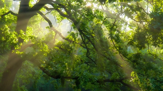 森林里美丽的夏日早晨。阳光从一棵美丽的绿树的枝叶中透出来。神奇的夏天森林视频素材
