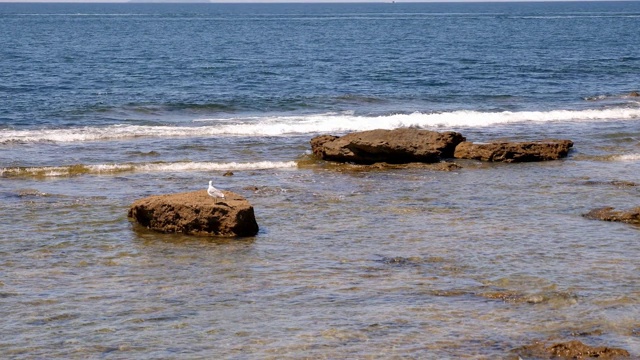 在夏天，海鸥在平静的海面上缓慢移动的岩石上视频素材