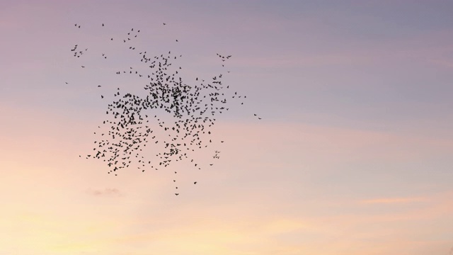 一群鸟儿在天空中飞翔视频素材