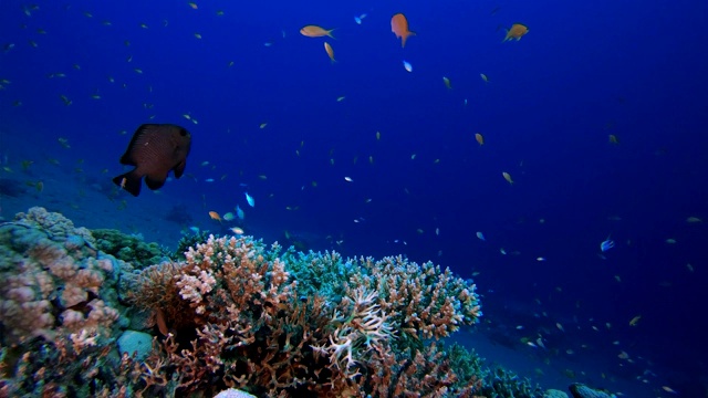珊瑚礁水下海洋场景视频下载