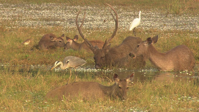 在湖里吃草的黑鹿视频下载