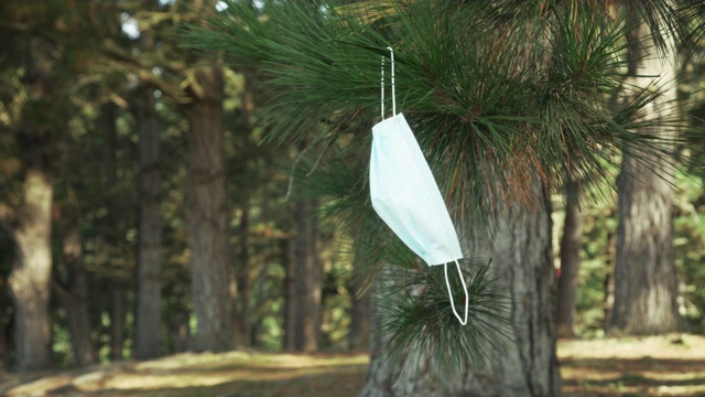 森林里松树树干上的医用口罩。城市公园内的针叶树视频素材