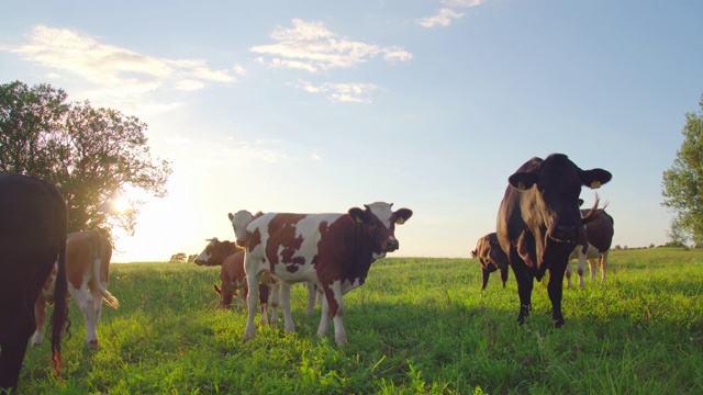 草地上好奇的奶牛视频素材