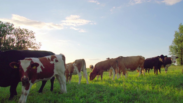草地上好奇的奶牛视频素材