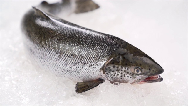 新鲜的全鲑鱼海鲜生在冰上。视频素材