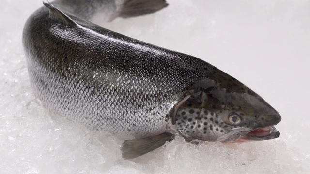 新鲜的全鲑鱼海鲜生在冰上。视频素材