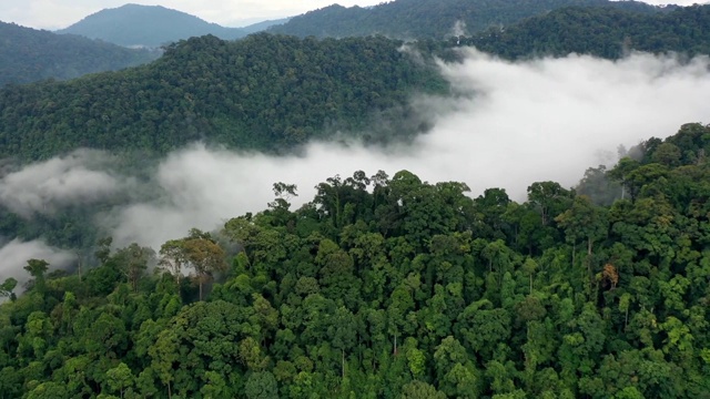 热带雨林和云层的空中塌陷视频下载
