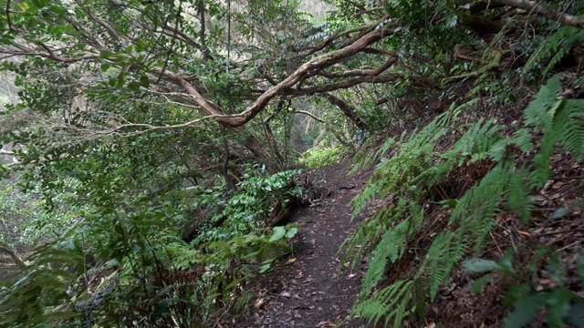 阿纳加乡村公园，特内里费，西班牙。漫步在大西洋加那利群岛的阿纳加热带雨林中丰富的绿色植物之间视频素材