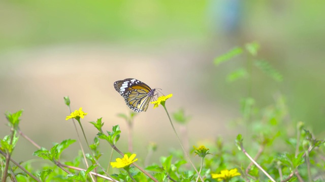 动物本性。蝴蝶在草花上。视频素材