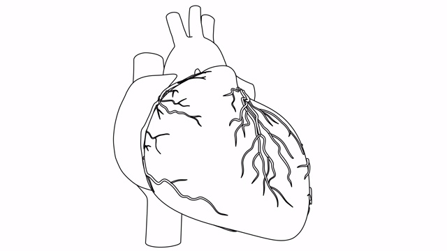 人体心脏跳动解剖动画。用黑白画视频下载