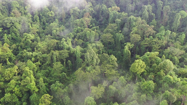 热带雨林和云视频下载