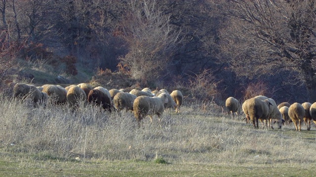 风光的羊群行走，在草地上移动视频素材