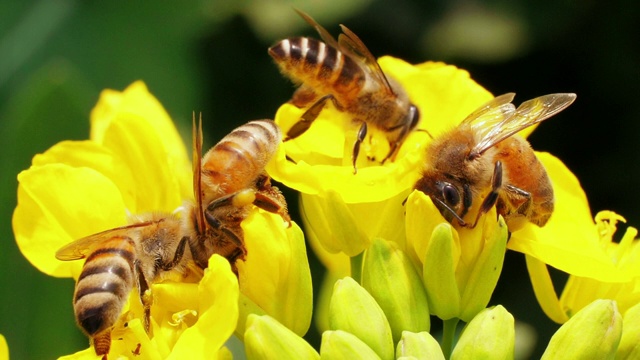 四只蜜蜂在花上视频下载