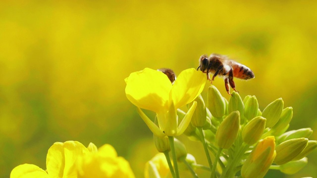 蜜蜂在春天的菜花上视频下载