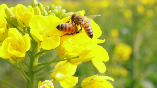 两只蜜蜂在油菜花上视频下载