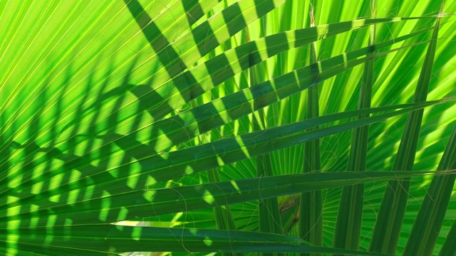 棕榈叶上的阳光特写视频下载
