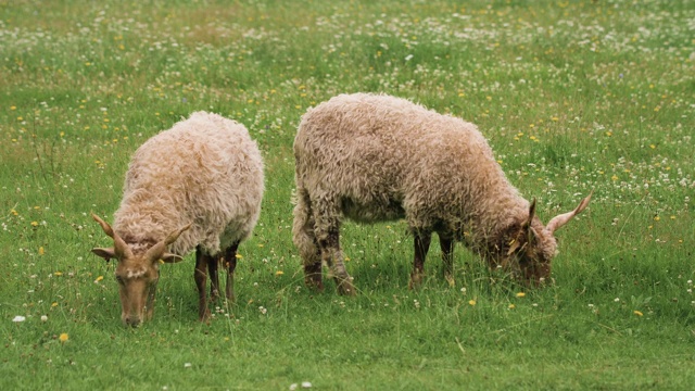 两只匈牙利拉卡羊在草地上吃草视频素材