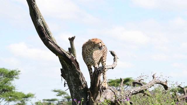 坦桑尼亚树上的猎豹视频素材