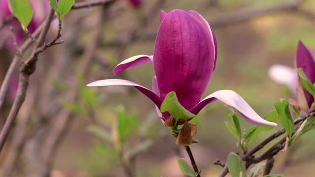 紫玉兰春天开花视频素材