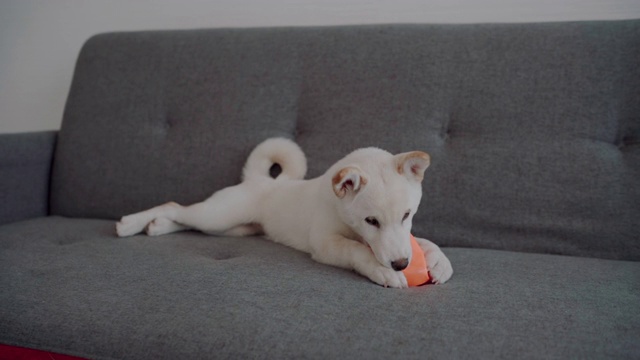 狗在客厅玩球视频素材