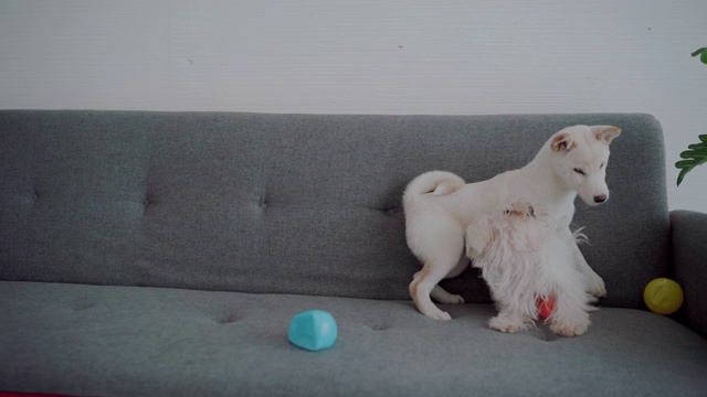 狗在客厅玩球视频素材