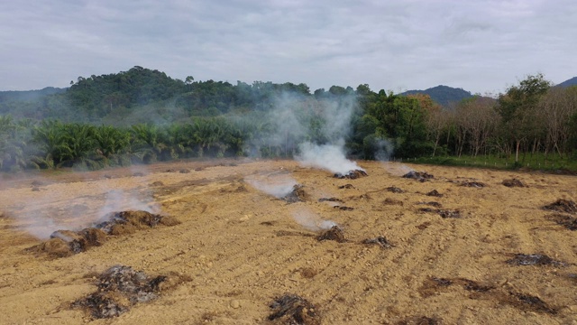 砍伐森林和雨林的大火是为了给油棕榈种植园让路视频下载