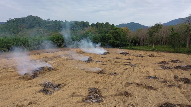 砍伐森林和雨林的大火是为了给油棕榈种植园让路视频下载
